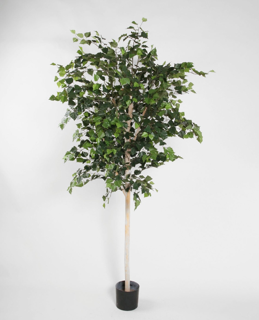 birch 
