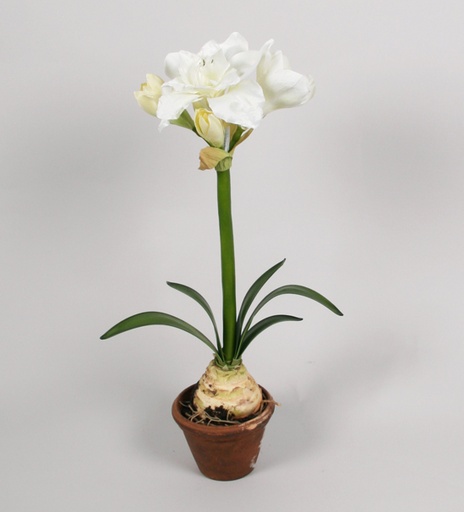 [6924-2] amaryllis in pot white 