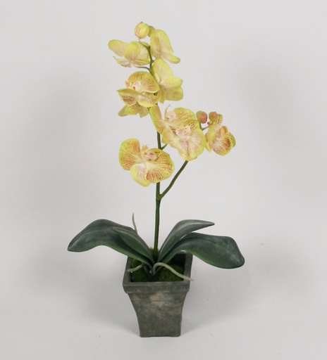 [6935] phalaenopsis in pot lime 