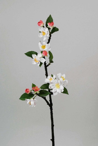 [6269] cherry blossom 