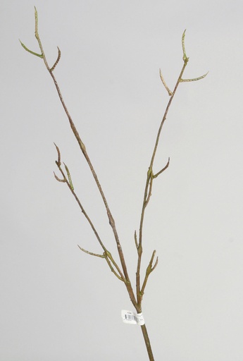 [7098] wild birch spray 