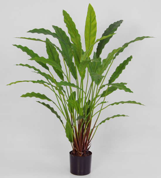 calathea 