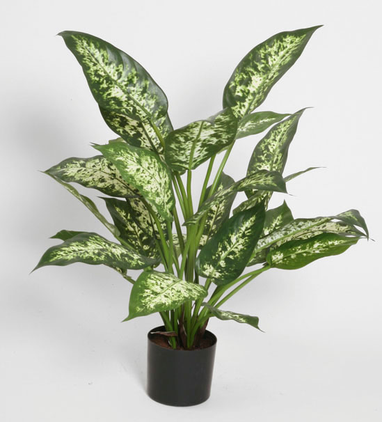 dieffenbachia 