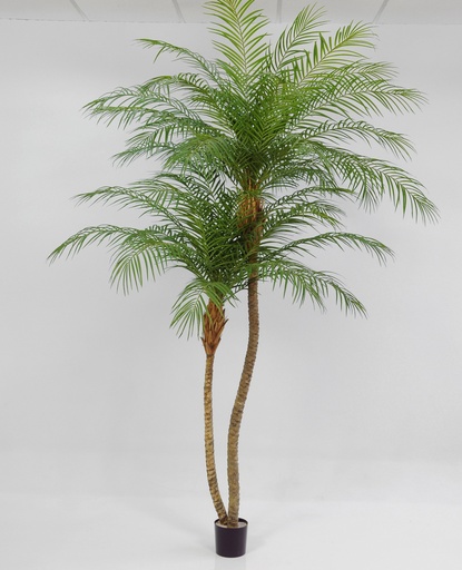 [1164-240] phoenix palm 