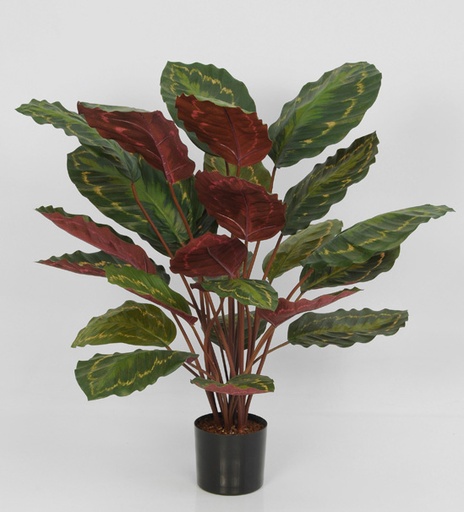 [5754] calathea roseopicta 