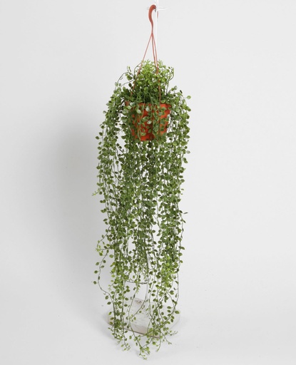 [5765] muehlenbeckia 