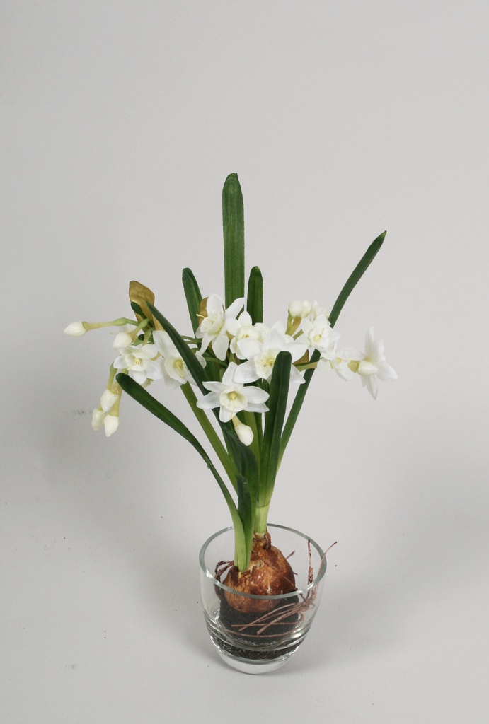 narcissus with bulb in water white 