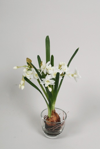 [6959] narcissus with bulb in water white 
