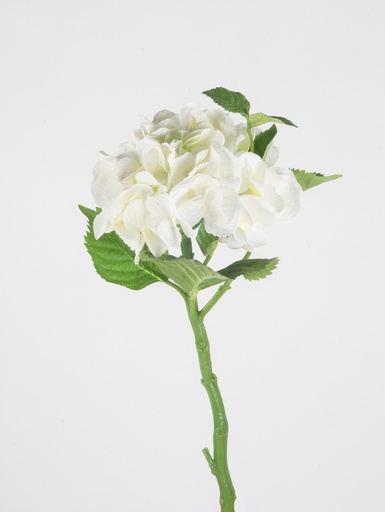 [7119] hydrangea cream 