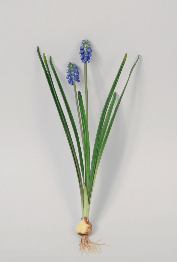 Muscari