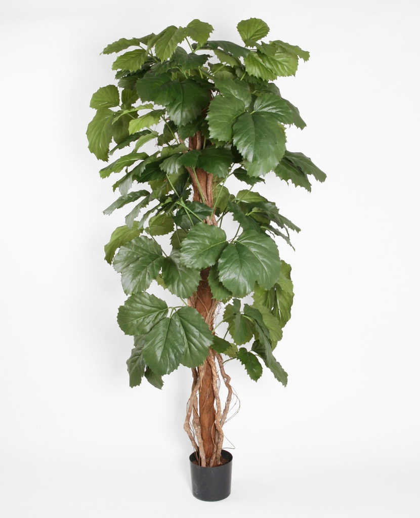 tetrastigma 