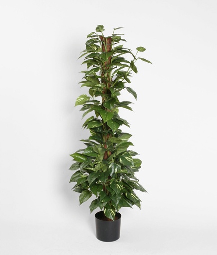 [72-150] golden pothos on coconut 