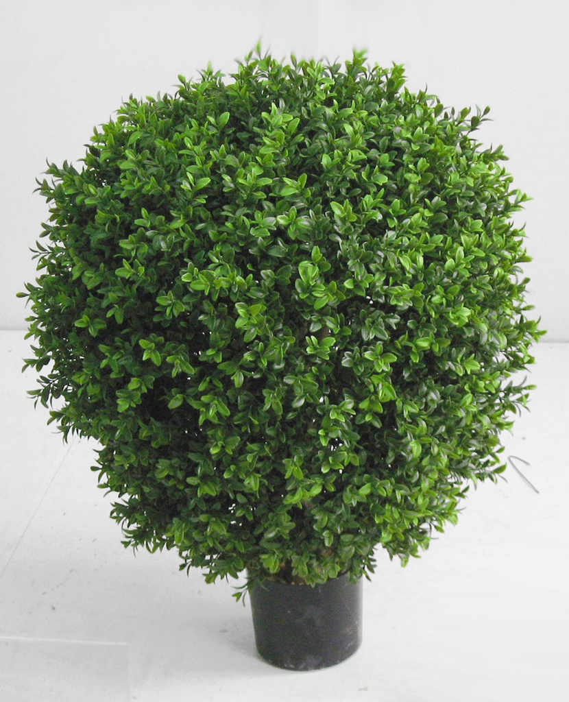 Boxwood Ball