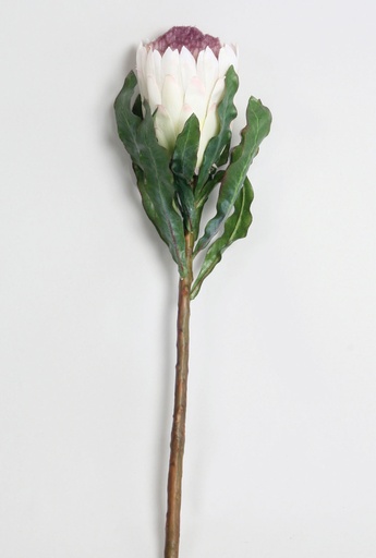 [4016] protea white purple 