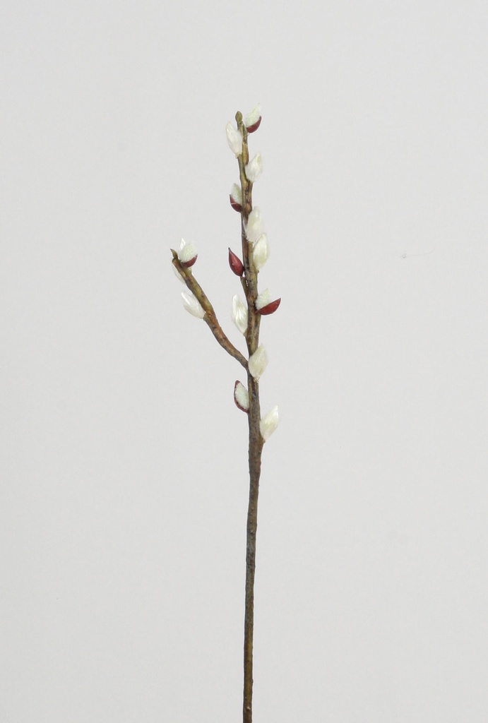 pussy willow 
