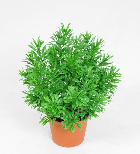 [5850] crossostephium 