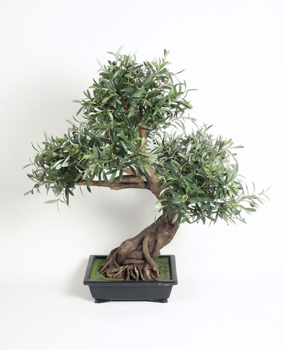 [5861] bonsai olive 