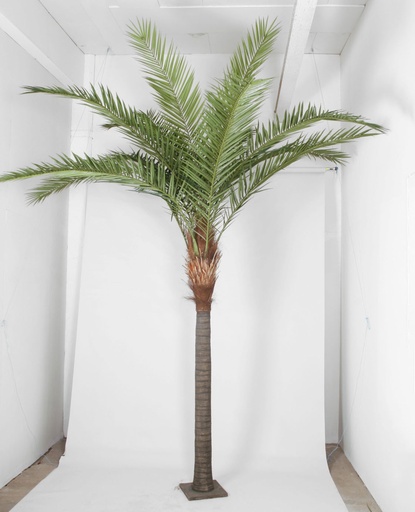 [1213-360] phoenix canarie palm 