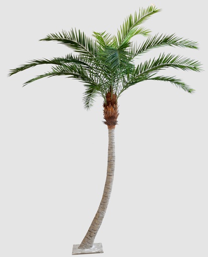 [1213-320] phoenix canarie palm 