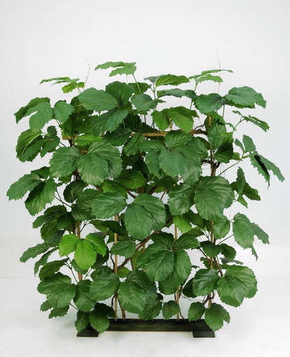 [1207-170] tetrastigma 