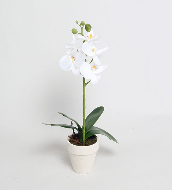 phalaenopsis cream 