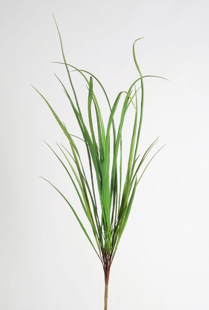 carex bush 