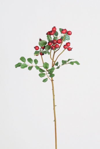 [4428] thornlet rose hip 