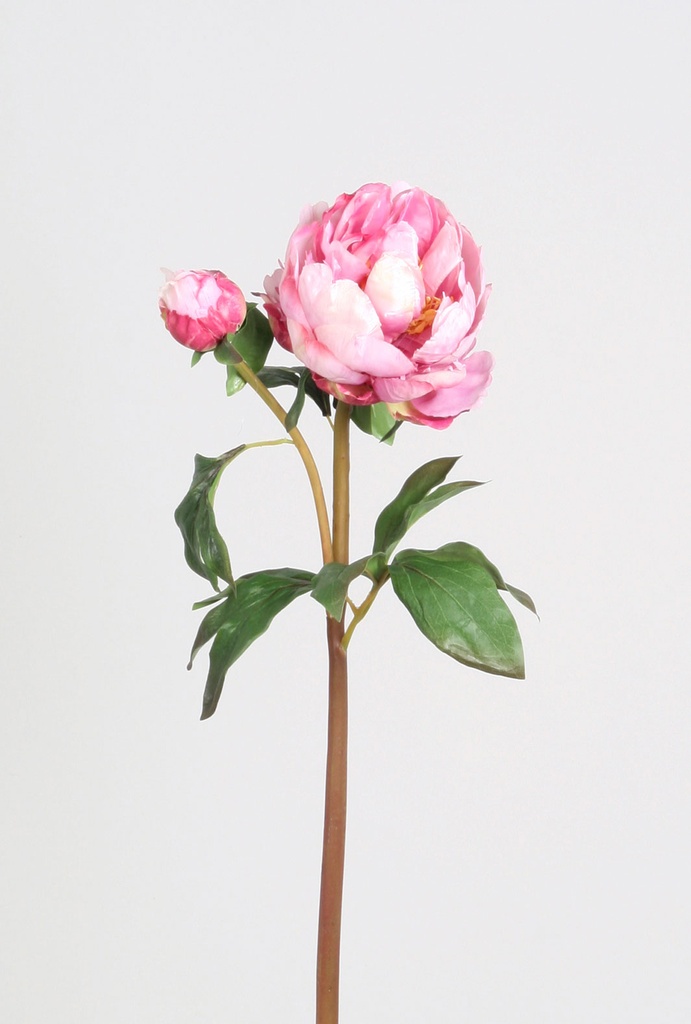 peony bud pink 
