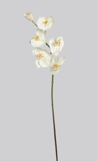[4455] phalaenopsis cream 