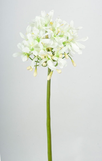 [4459] agapanthus cream 