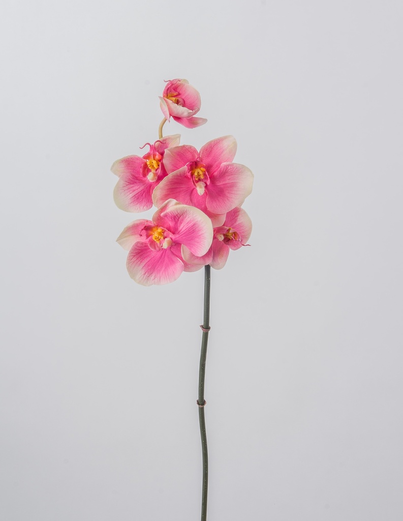 mini orchid pink 