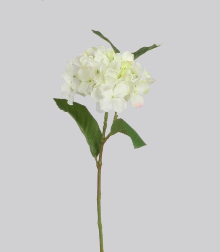 [5540] hydrangea white 