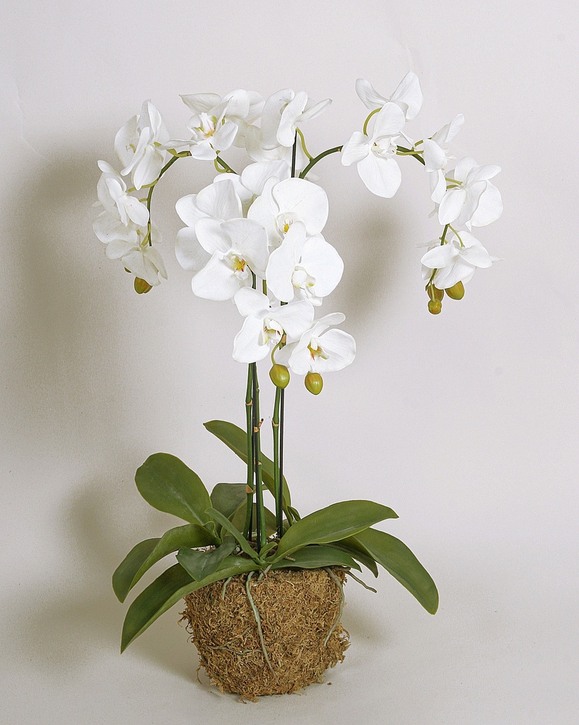 phalaenopsis 