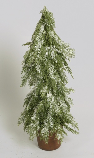 [4050] juniper with snow 