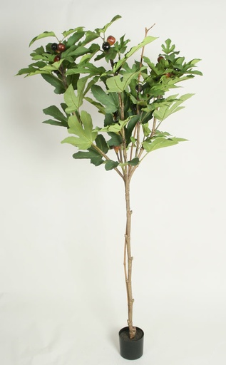 [4052] fig tree 