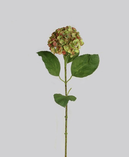 [4057] hydrangea lime burgundy 