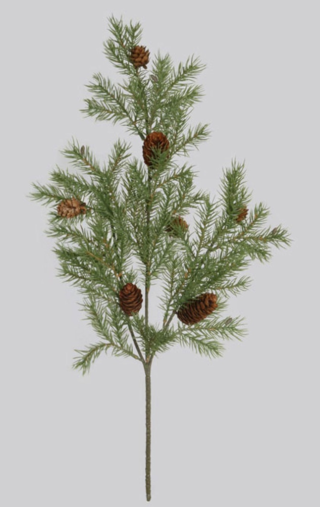 picea spray with cones 