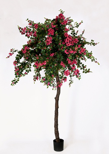 [1221-280] bougainvillea 