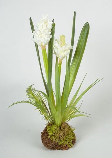 [4075] hyacinth arrangement cream 