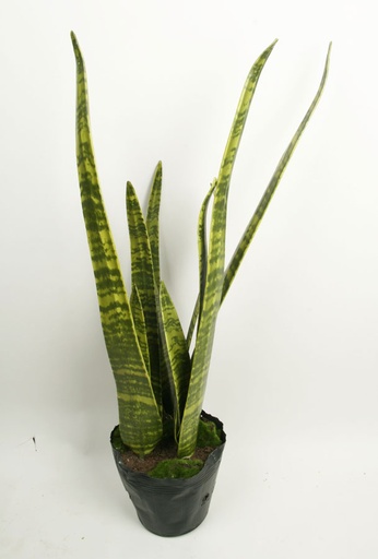 [4080] mother-in-law tongue 