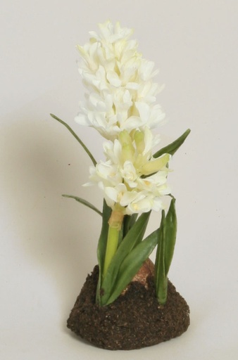[4088] hyacinth arrangement cream 