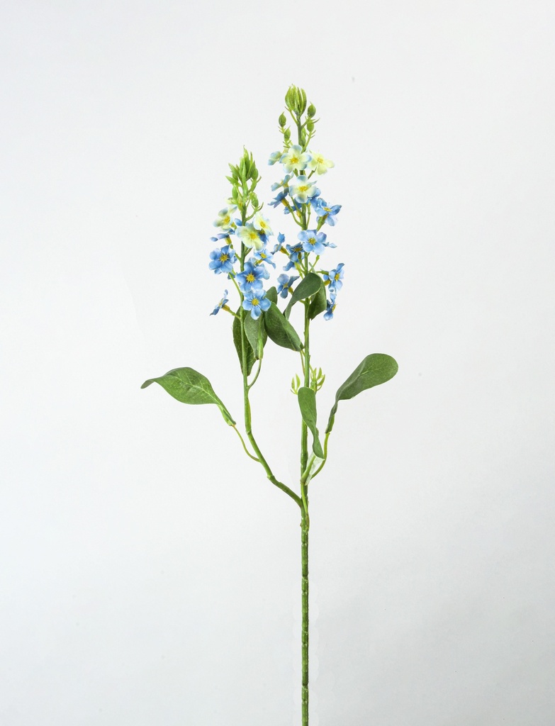 forget-me-not 