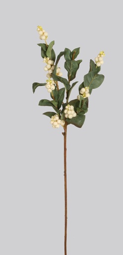 [4488] snowberry cream 