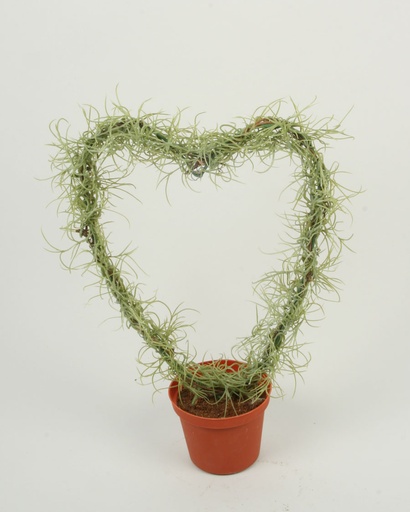 [5901] spanish moss heart 