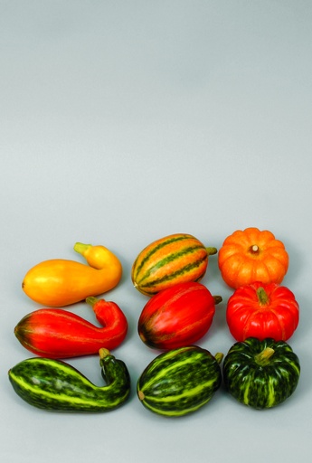 [9656] 9 assorted pumpkins 