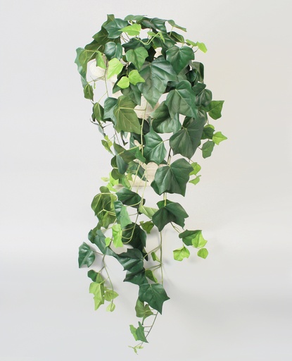 [5706] english ivy big leaf 