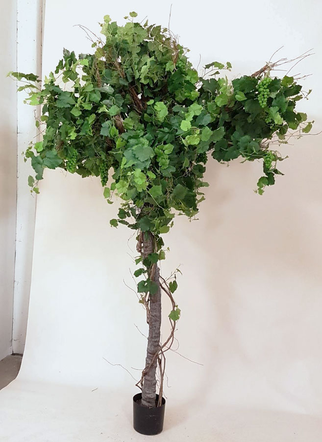 grape ivy plant 