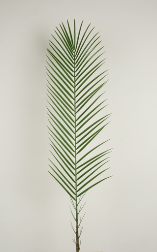 [86-116] phoenix palm spray 