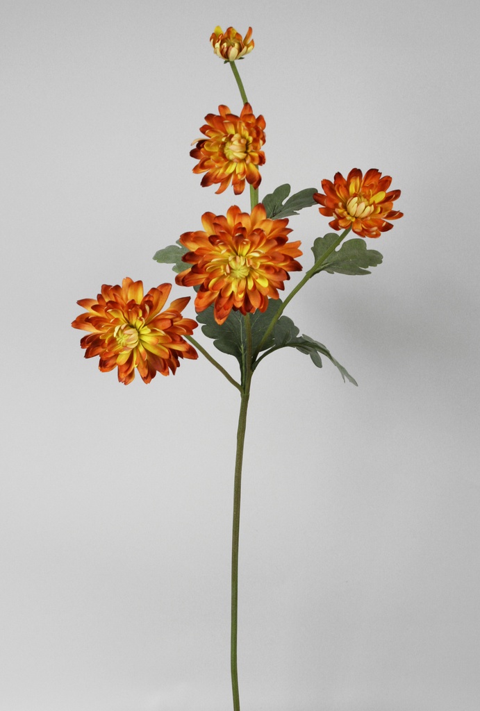 Chrysantemum