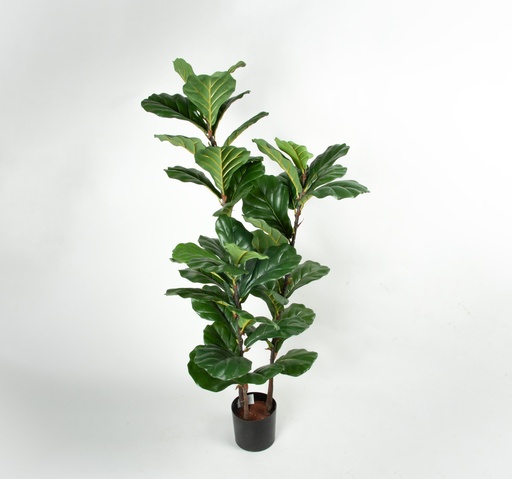 [1233-140] fiddle leaf 